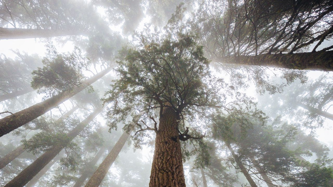 Low-angle upward view of tall evergreen tree trunks rising into thick white fog in a forest
